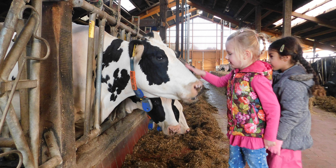 Picknik im Kuhstall